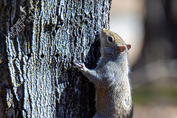 1-31-24 E. Gray Squirrel at sapsucker wells