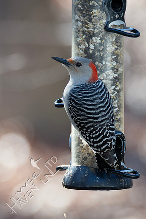 1-31-24 Red-bellied Woodpecker female