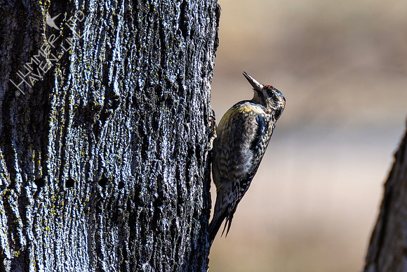 1-31-24 Yellow-bellied Sapsucker immature female
