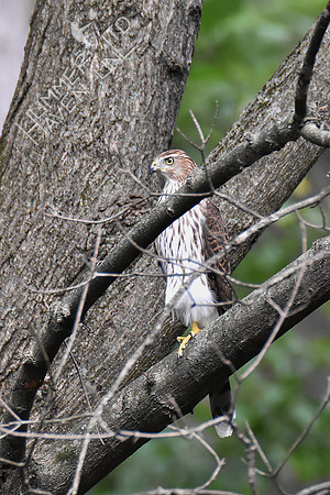 9-21-19 Cooper's Hawk juvenile