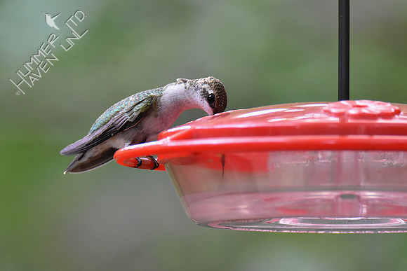 9-22-19 Ruby-throated Hummingbird juvenile