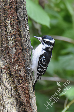 9-22-19 Hairy Woodpecker female