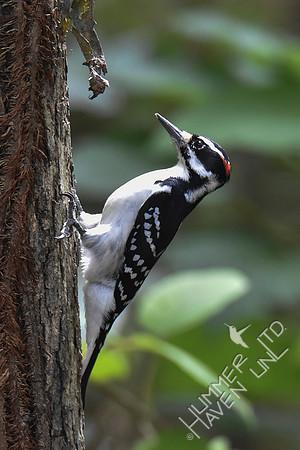 9-22-19 Hairy Woodpecker