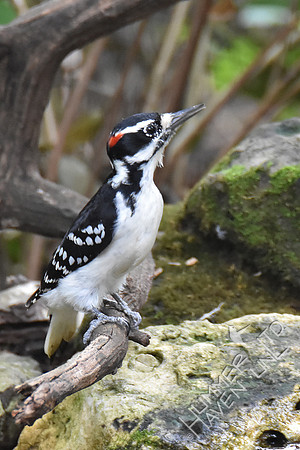 9-22-19 Hairy Woodpecker