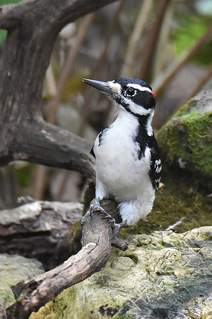 9-22-19 Hairy Woodpecker