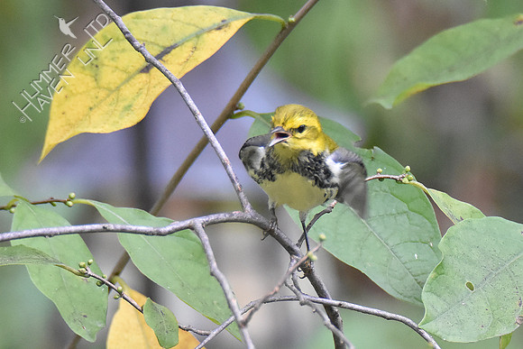 9-22-19 Black-throated Green Warbler