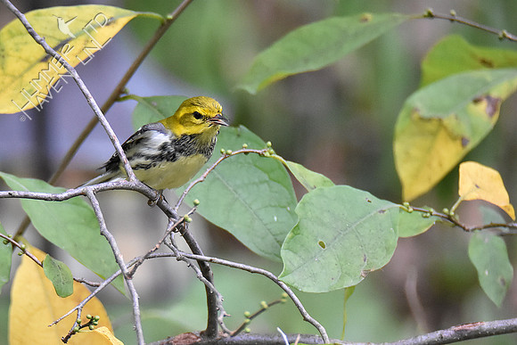 9-22-19 Black-throated Green Warbler