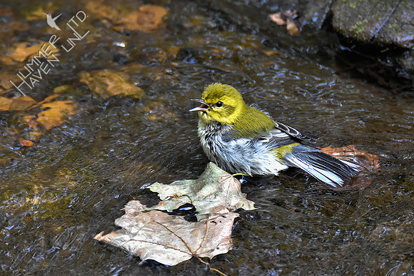 9-22-19 Black-throated Green Warbler