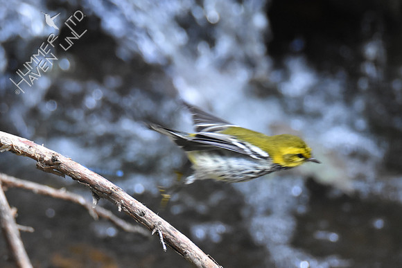 9-22-19 Black-throated Green Warbler