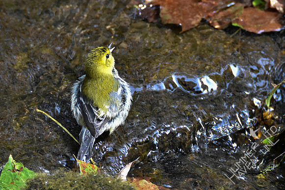 9-22-19 Black-throated Green Warbler