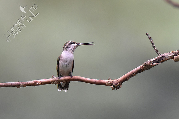 9-22-19 Ruby-throated Hummingbird juvenile