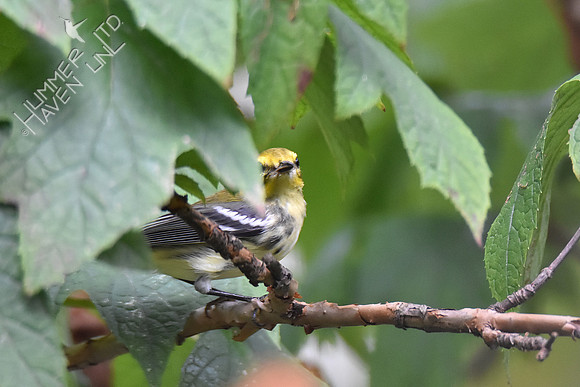 9-22-19 Black-throated Green Warbler