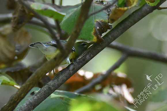 9-23-19 Northern Parula, 1st yr male