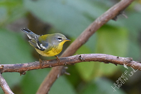 9-23-19 Northern Parula, 1st yr male