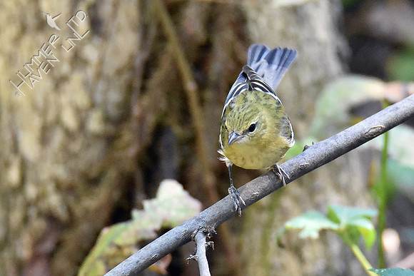 9-23-19 Bay-breasted Warbler