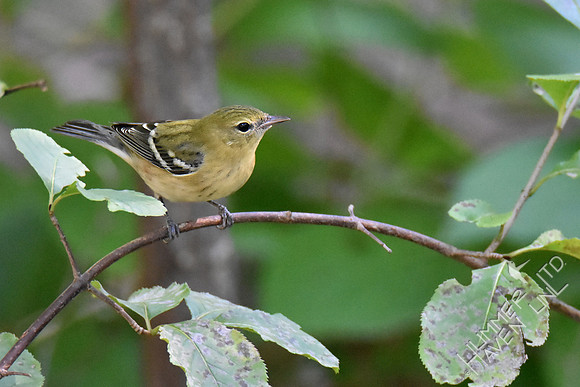 9-23-19 Bay-breasted Warbler