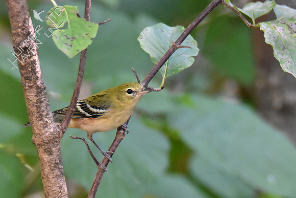 9-23-19 Bay-breasted Warbler