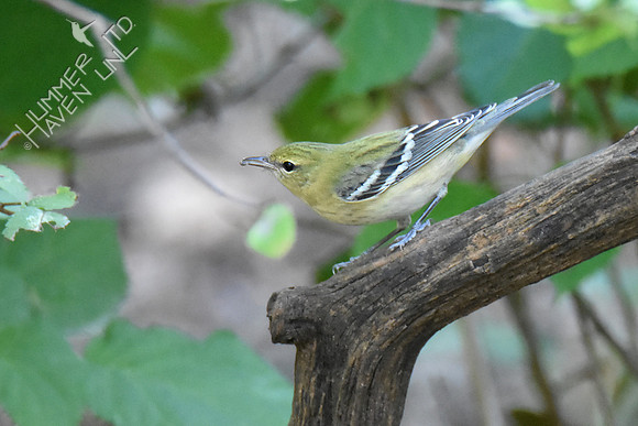 9-23-19 Bay-breasted Warbler with insect