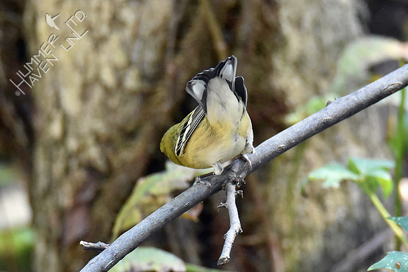 9-23-19 Bay-breasted Warbler