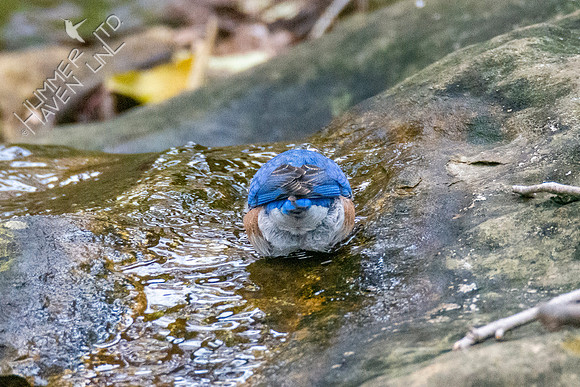 11-13-21 Eastern Bluebird