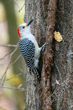 11-13-21 Red-bellied Woodpecker female