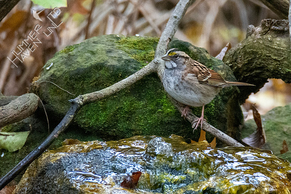 11-13-21 White-throated Sparrow