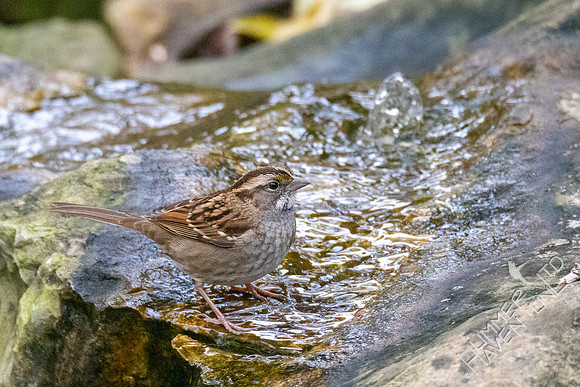 11-13-21 White-throated Sparrow