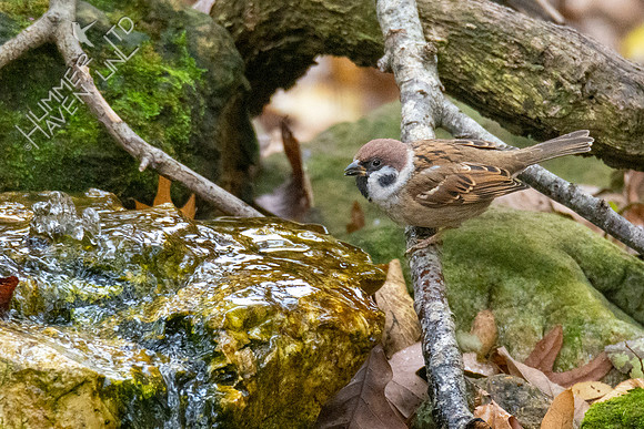 11-13-21 Eurasian Tree Sparrow