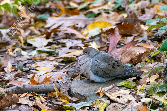 11-13-21 Mourning Dove