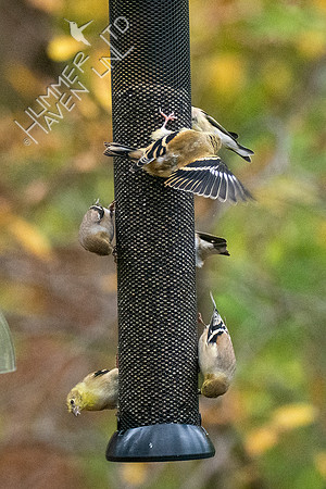 11-13-21 American Goldfinches