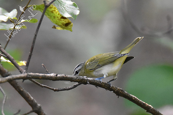 10-5-19 Red-eyed Vireo juvenile