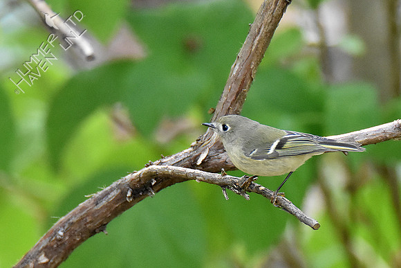 10-5-19 Ruby-crowned Kinglet