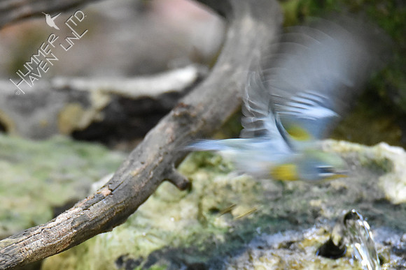 10-5-19 Northern Parula