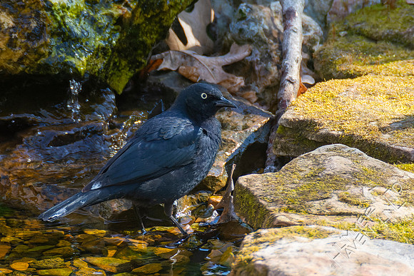 4-9-22 Rusty Blackbird
