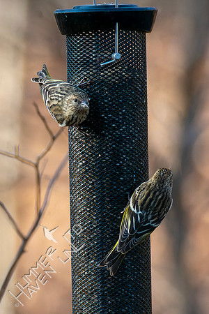 2-3-24 Two Pine Siskins
