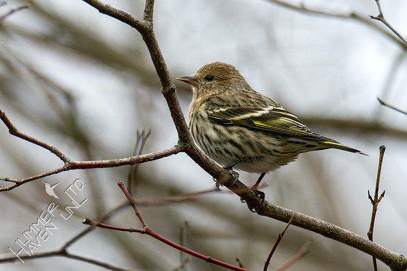 2-2-24 Pine Siskin