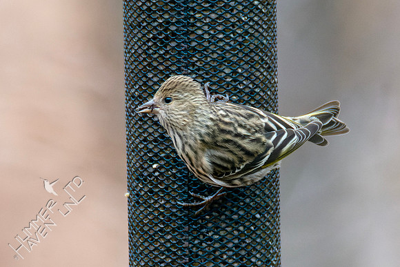 2-2-24 Pine Siskin