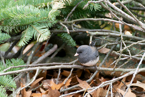 2-2-24 Dark-eyed Junco in brush pile
