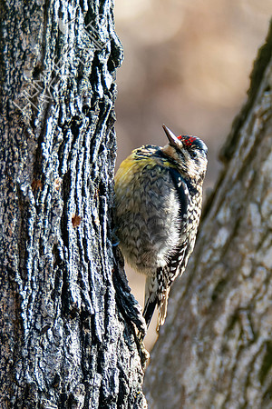 2-3-24 Yellow-bellied Sapsucker immature female