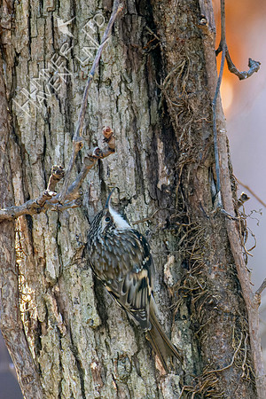 2-3-24 Brown Creeper
