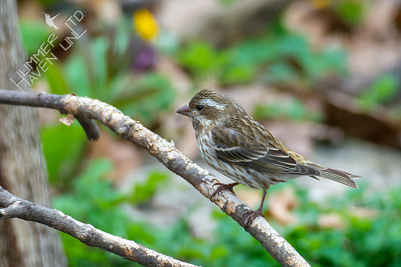 4-7-22 Purple Finch female