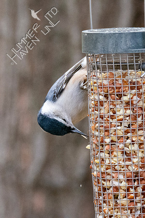 11-15-21 White-breasted Nuthatch with crossed bill