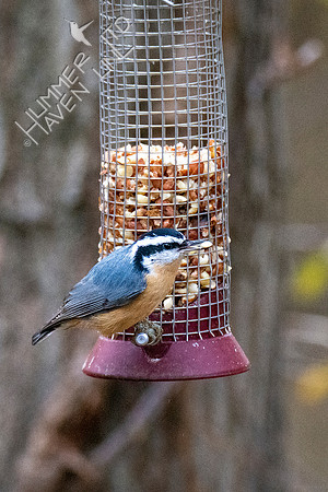 11-15-21 Red-breasted Nuthatch