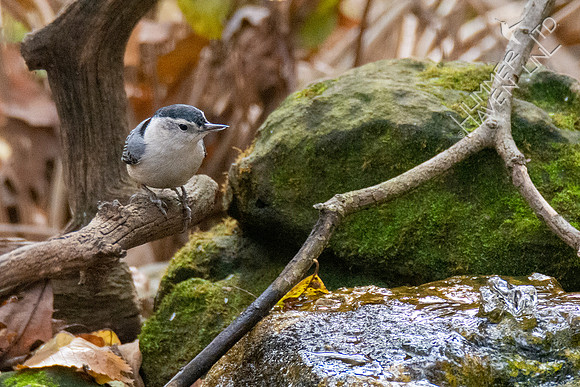 11-15-21 White-breasted Nuthatch with crossed bill