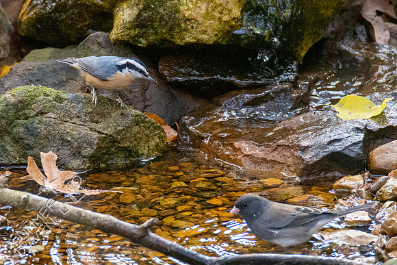 11-15-21 Red-breasted Nuthatch and Dark-eyed Junco