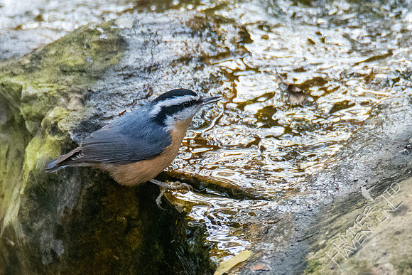 11-15-21 Red-breasted Nuthatch