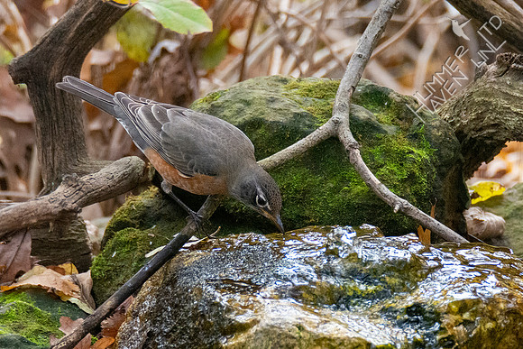 11-5-21 American Robin