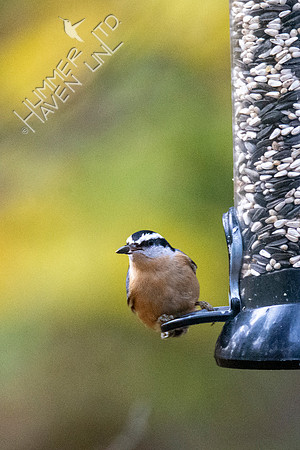 11-15-21 Red-breasted Nuthatch