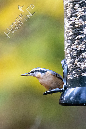 11-15-21 Red-breasted Nuthatch female