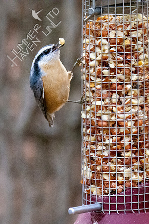 11-15-21 Red-breasted Nuthatch